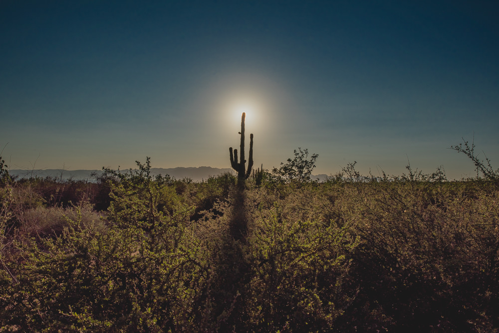 silueta del cactus que tapa el sol en el desierto, cerca de la playa en Bahía de Kino